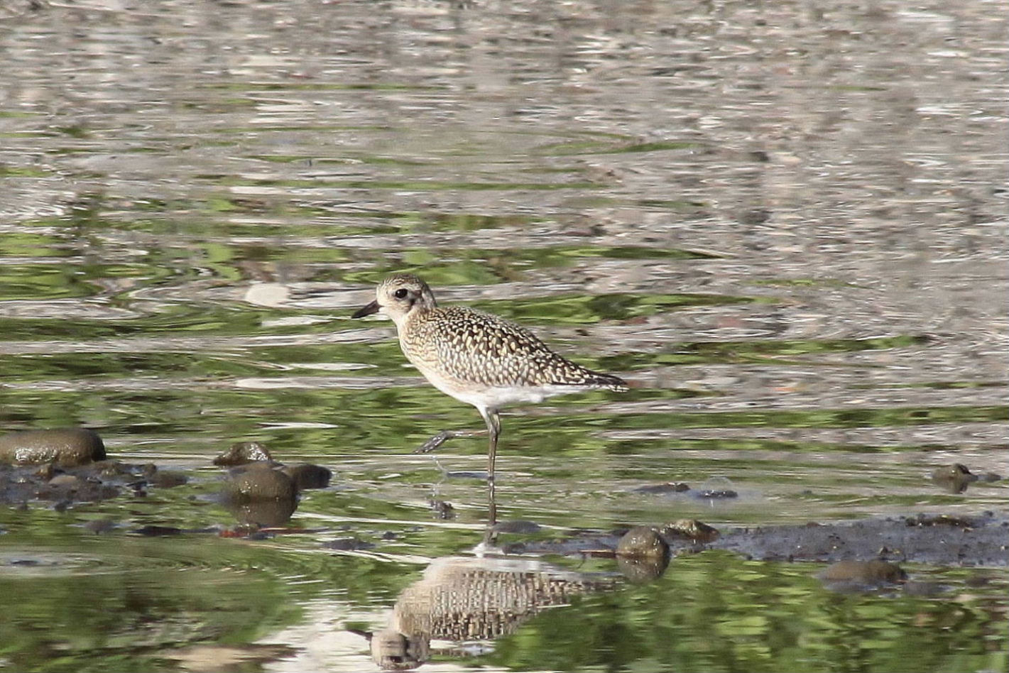 Pluvialis squatarolaPivieressa